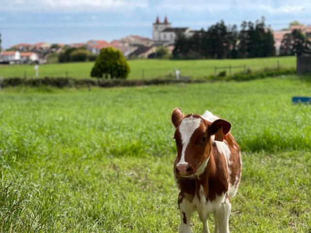 Quinta Do Avo Dimas - Rural Home - Sao Bras Porto Formoso Exterior foto